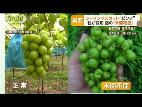 シャインマスカット“ピンチ”　粒が変形…謎の「未開花症」　農家は悲鳴「死活問題」(2023年5月25日)