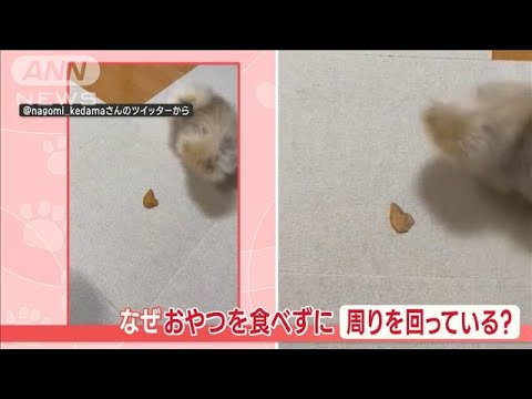 おやつを見つめ…“一心不乱”グルグル　回り続けるワンちゃん　なんで食べないの？(2023年5月25日)