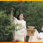 京都・北野天満宮で正月の縁起物「大福梅」に使われる梅の実を収穫　マスクなしで収穫は４年ぶり