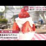 福岡の人気グルメが大集結　明太子・イチゴに「新定番」も(2023年5月25日)