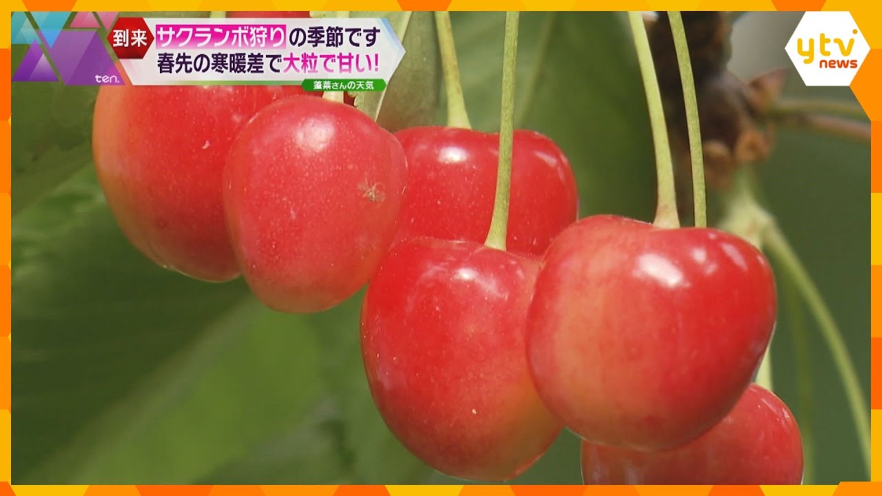 “初夏の味覚”サクランボが収穫期迎える　「高砂」や「香夏錦」など３種類　滋賀・竜王町