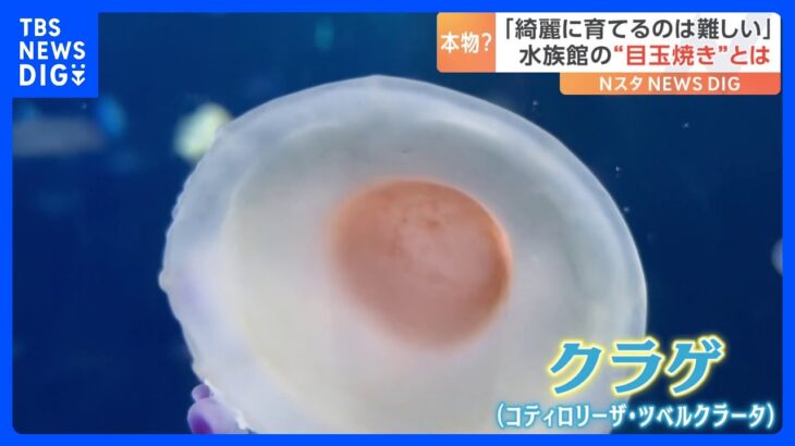 「目玉焼きにしか見えない」 水族館で“目玉焼き”を展示！？その正体とは｜TBS NEWS DIG