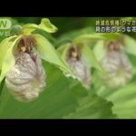 絶滅危惧種「クマガイソウ」貝の形のような花咲かす　岐阜・高山市(2023年5月27日)