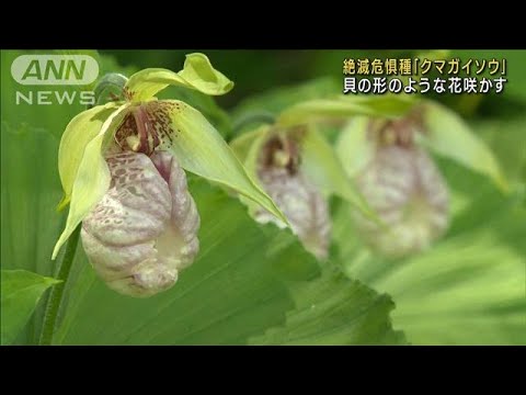 絶滅危惧種「クマガイソウ」貝の形のような花咲かす　岐阜・高山市(2023年5月27日)