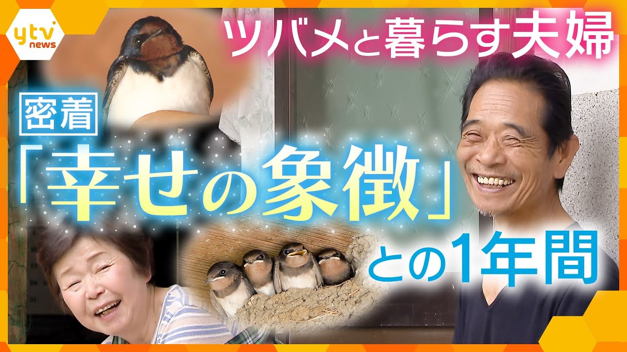 ツバメのお宿～幸せ運ぶ鳥と人の営み～【かんさい情報ネットten.特集】