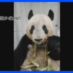 シャンシャン“カメラ目線”で竹を頬張る最新映像公開　一般公開はまだ未定｜TBS NEWS DIG