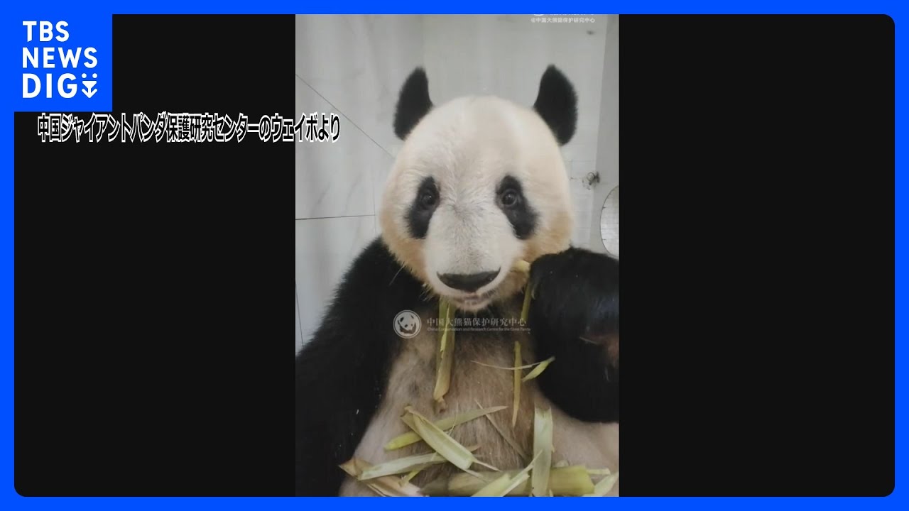 シャンシャン“カメラ目線”で竹を頬張る最新映像公開　一般公開はまだ未定｜TBS&nbsp;NEWS&nbsp;DIG