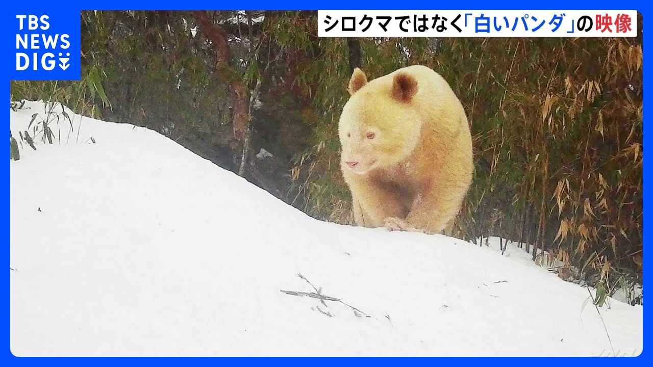 「白いパンダ」の映像を公開　専門家「遺伝子の突然変異によるものか」中国・四川省｜TBS&nbsp;NEWS&nbsp;DIG