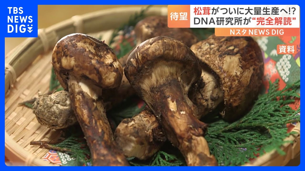 ｢マツタケが食べ放題になる日が来るかも｣　全遺伝情報の解読に初成功｜TBS&nbsp;NEWS&nbsp;DIG