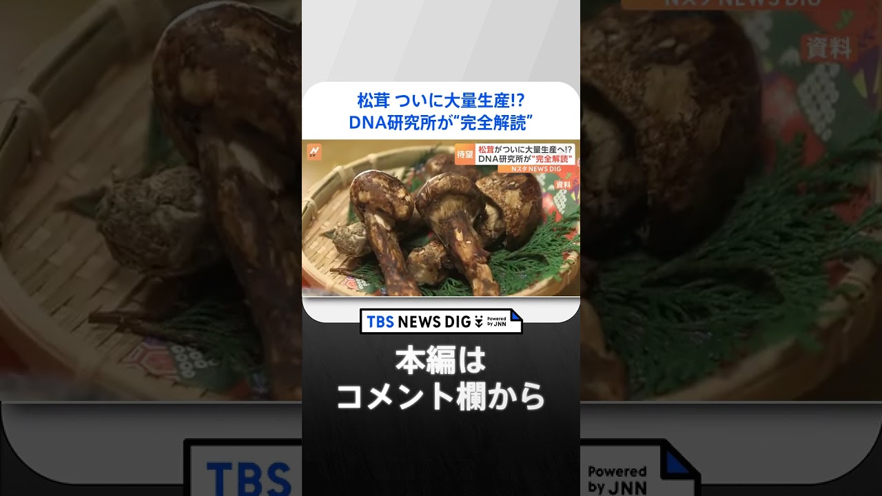 ｢マツタケが食べ放題になる日が来るかも｣　全遺伝情報の解読に初成功｜TBS NEWS DIG #shorts
