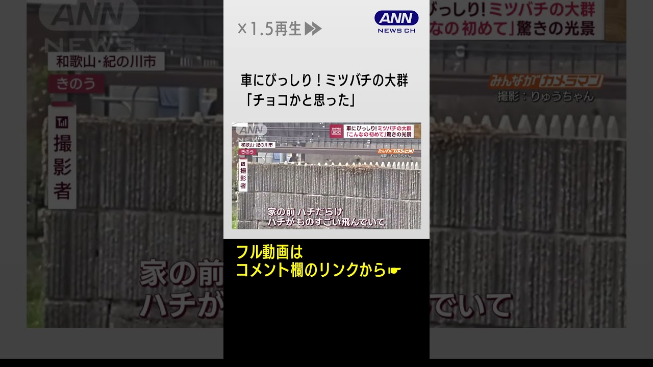 車にびっしり！ミツバチの大群　「こんなの初めて」驚きの光景“引っ越し中”一息？#Shorts