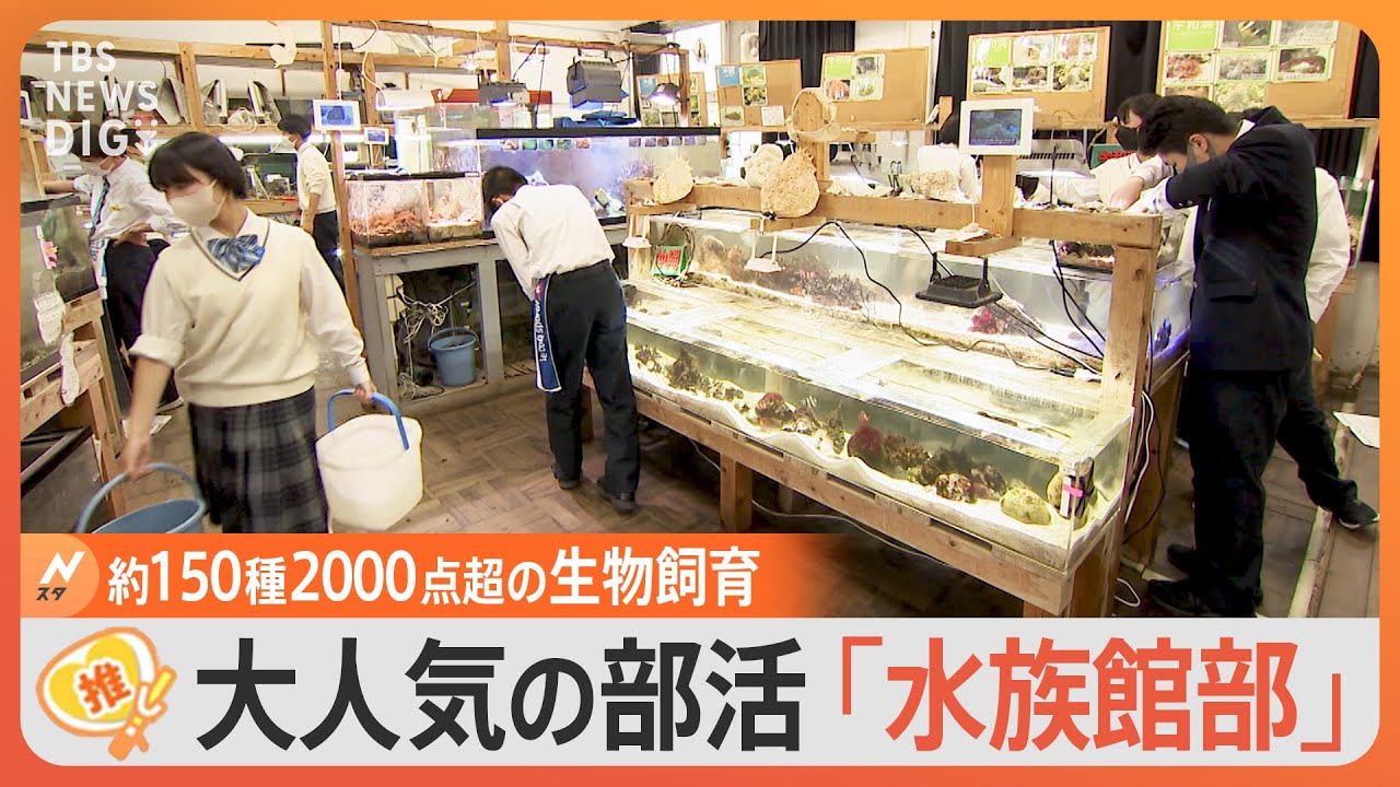 全校生徒の半数以上が入部 大人気の部活「水族館部」の活動内容とは？【ゲキ推しさん】｜TBS NEWS DIG