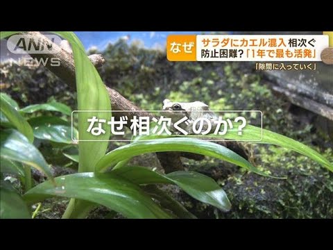 サラダに「カエル」混入相次ぐ…なぜ？防ぎきれない？専門家「最も活発な時期」(2023年5月31日)