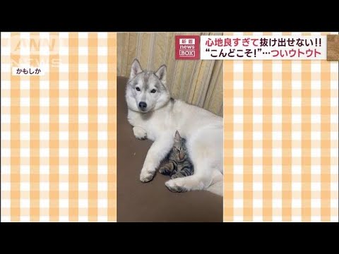 犬のおなかが心地良すぎて抜け出せニャイ！　“今度こそ！”…ついウトウト(2023年5月31日)