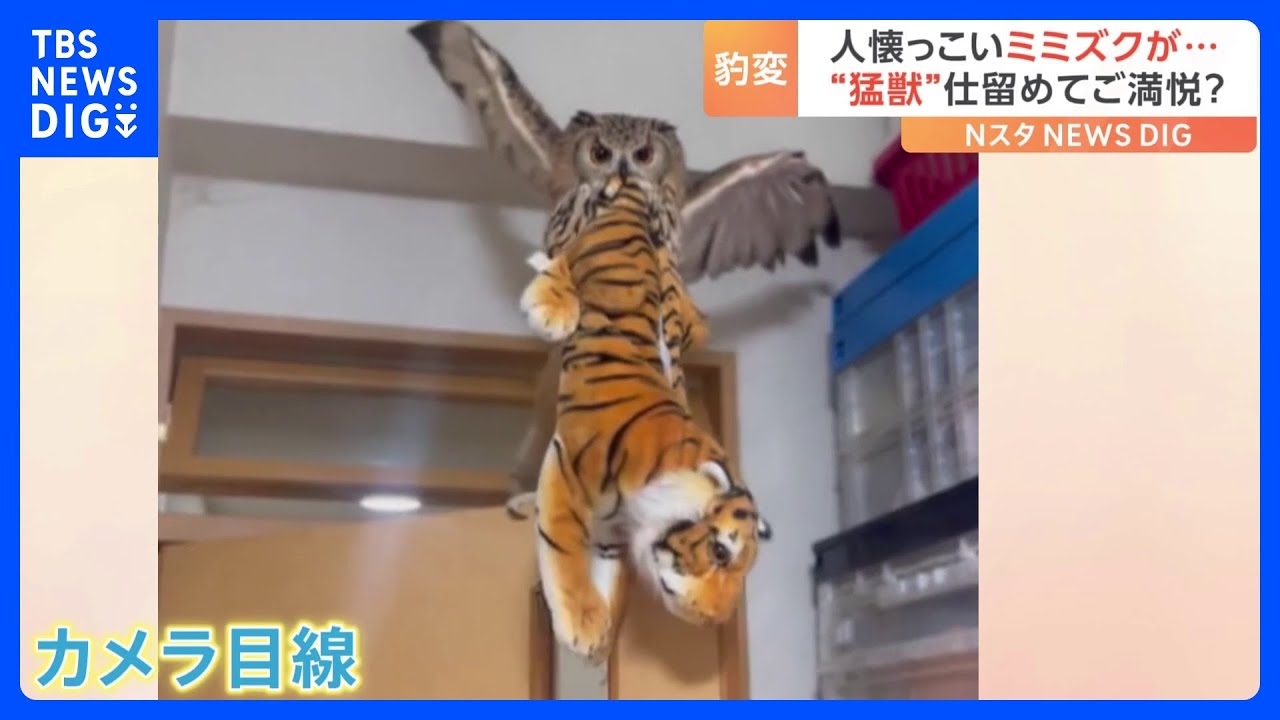 ミミズクが“猛獣”を捕獲？野性味あふれる動画が話題｜TBS&nbsp;NEWS&nbsp;DIG