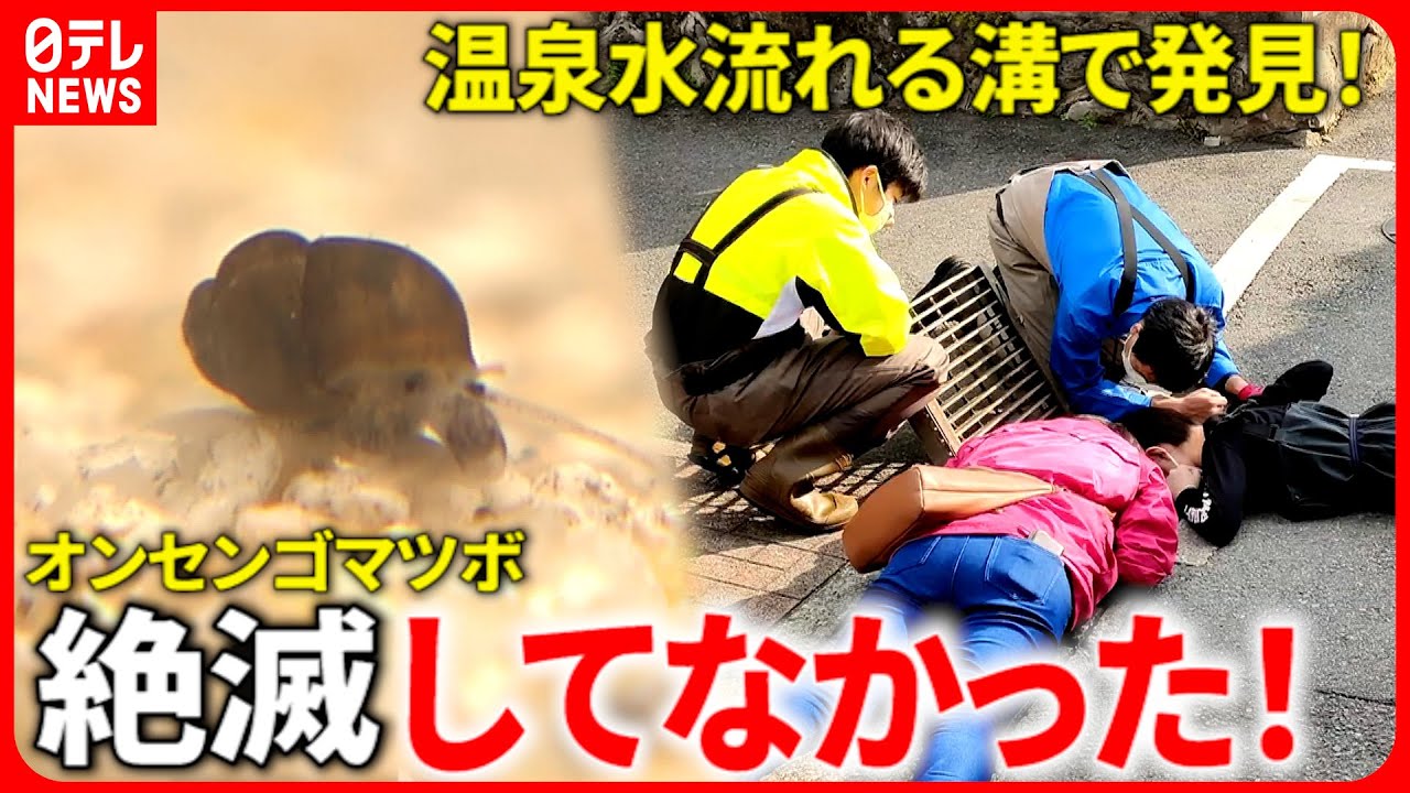 【発見!】60年振りに生息確認!湯の中で暮らす”オンセンゴマツボ” 福岡 NNNセレクション
