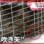 【64歳男を逮捕】河川敷で吹き矢…”猫”が被害…命に別条はなし