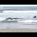 海岸に体長9mのクジラが…病気の可能性？　獣医師が指摘(2023年5月3日)