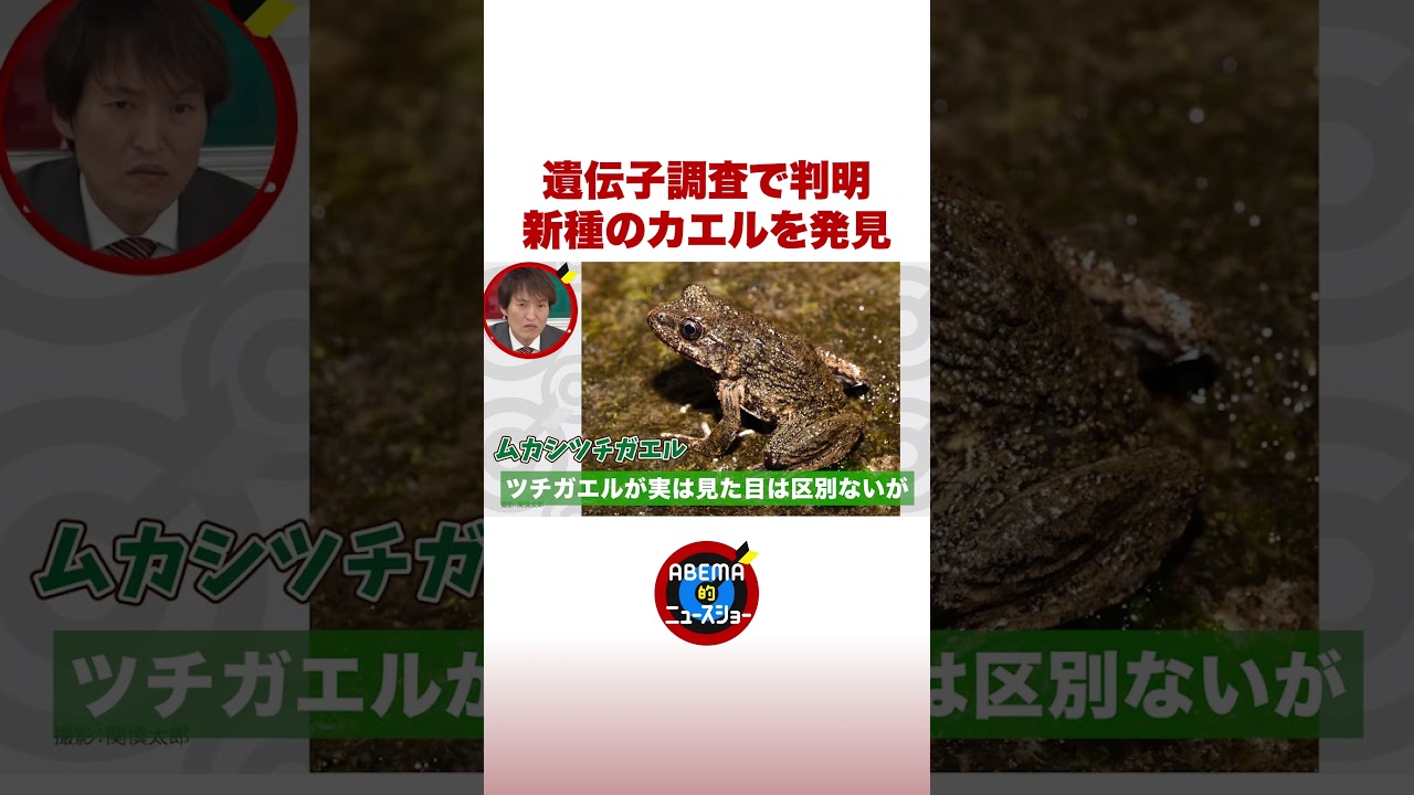 遺伝子調査で判明 新種のカエルを発見 #ABEMA的ニュースショー #shorts