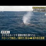 日本初！ドローンでクジラの「潮」採取　DNA解析に成功(2023年5月4日)