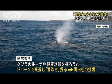 日本初！ドローンでクジラの「潮」採取　DNA解析に成功(2023年5月4日)