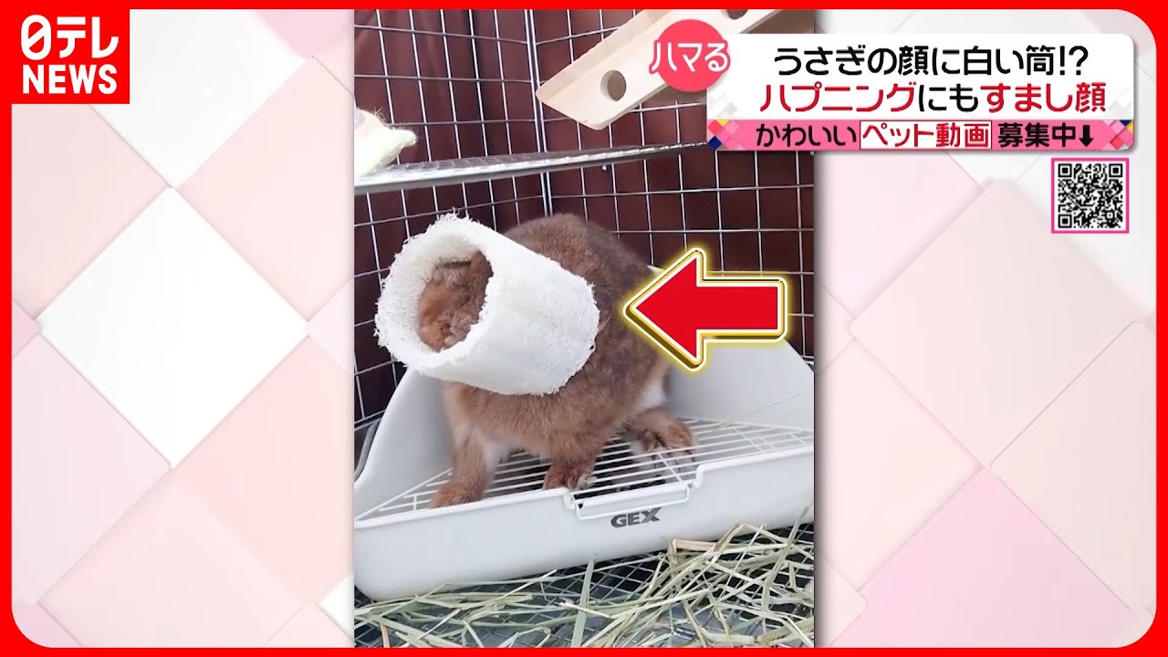 【投稿動画】顔がハマって… うさぎのこげさん『every.特集』