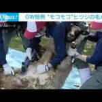モコモコの毛を…GW恒例　ヒツジの毛刈り　富山市(2023年5月4日)