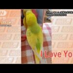「I Love You！」…完璧な自己紹介＆英語！“情熱的”なセキセイインコ(2023年5月2日)