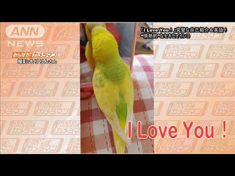 「I Love You！」…完璧な自己紹介＆英語！“情熱的”なセキセイインコ(2023年5月2日)