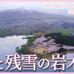 桜と橋と残雪の岩木山　青森県鶴田町【JNN sakuraドローンDIG 2023】