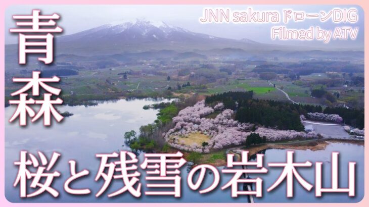桜と橋と残雪の岩木山　青森県鶴田町【JNN sakuraドローンDIG 2023】