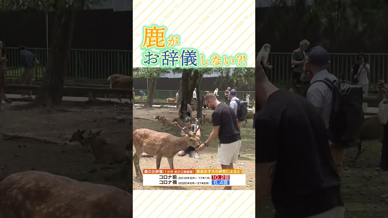 #shorts #奈良の鹿