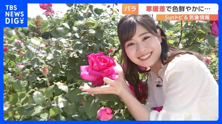 初夏の花！バラが見ごろに！【SUNトピ】｜TBS NEWS DIG