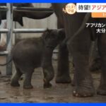 大分の動物園で10年ぶりに生まれたアジアゾウの赤ちゃん。まもなくお披露目となる今の姿は？【すたすた中継】｜TBS NEWS DIG