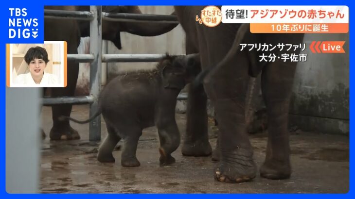 大分の動物園で10年ぶりに生まれたアジアゾウの赤ちゃん。まもなくお披露目となる今の姿は？【すたすた中継】｜TBS NEWS DIG