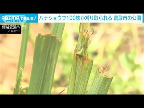 ハナショウブ100株が刈り取られる　鳥取市の公園(2023年6月2日)