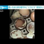 卵高騰のタイ買いだめした卵がヒヨコに大量ふ化(2023年6月15日)