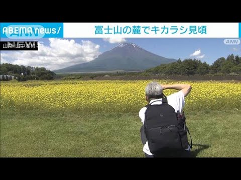 富士山の麓にまばゆい黄色の絨毯キカラシが見頃(2023年6月17日)