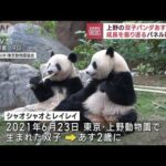 上野の双子パンダあす2歳に成長を振り返るパネル展示も(2023年6月22日)