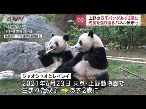 上野の双子パンダあす2歳に成長を振り返るパネル展示も(2023年6月22日)