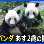 東京上野動物園の双子パンダがあす2歳の誕生日シャオシャオとレイレイ2頭とも体重60キロを超え元気にすくすくとTBSNEWSDIG