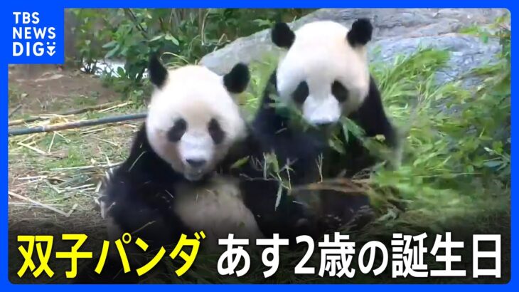東京上野動物園の双子パンダがあす2歳の誕生日シャオシャオとレイレイ2頭とも体重60キロを超え元気にすくすくとTBSNEWSDIG