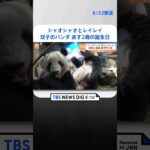 東京上野動物園の双子パンダがあす2歳の誕生日シャオシャオとレイレイ2頭とも体重60キロを超え元気にすくすくとTBS NEWS DIG #shorts