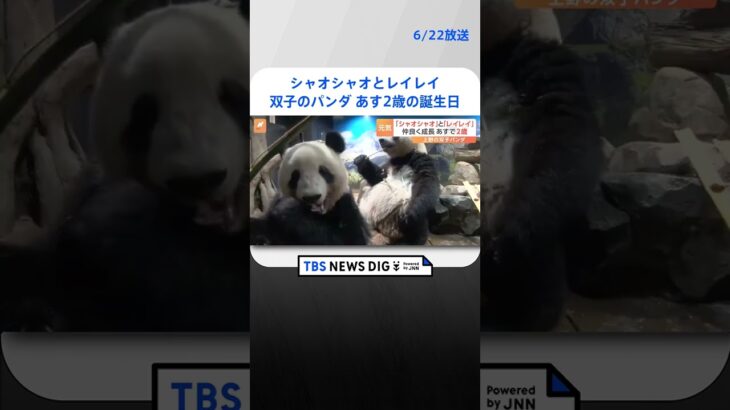 東京上野動物園の双子パンダがあす2歳の誕生日シャオシャオとレイレイ2頭とも体重60キロを超え元気にすくすくとTBS NEWS DIG #shorts