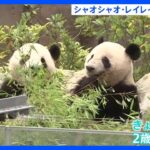 上野動物園の双子パンダシャオシャオレイレイが2歳にリンゴなどよく食べ体重60キロ超に前見たときより大きいTBSNEWSDIG