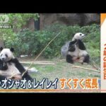 上野動物園の双子パンダ2歳の誕生日食欲旺盛すくすく成長体重は60kg超え(2023年6月23日)