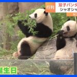 上野動物園の双子パンダシャオシャオとレイレイ2歳の誕生日迎えるTBSNEWSDIG