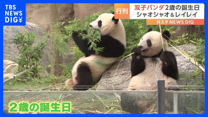 上野動物園の双子パンダシャオシャオとレイレイ2歳の誕生日迎えるTBSNEWSDIG