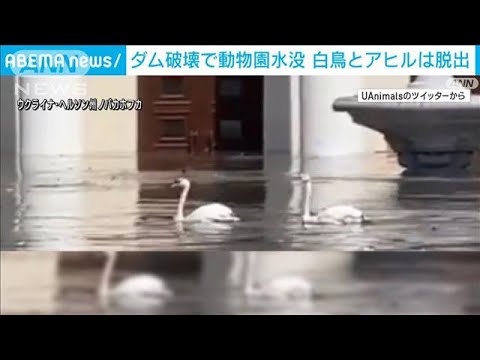 ダム破壊で動物園が水没　白鳥とアヒルのみ脱出(2023年6月7日)