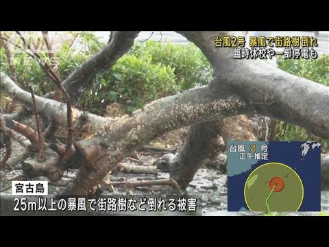 台風2号　暴風で街路樹倒れる 臨時休校や一部停電も(2023年6月1日)